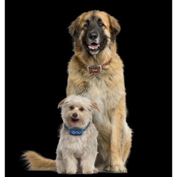 garmin delta smart dog